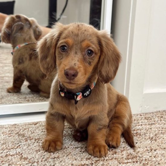 BELLA 0.